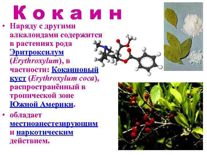Вещества растений содержащие. Алкалоиды в растениях. Что содержится в растениях. В каких растениях содержатся алкалоиды. Кокаиновый куст алкалоидами.