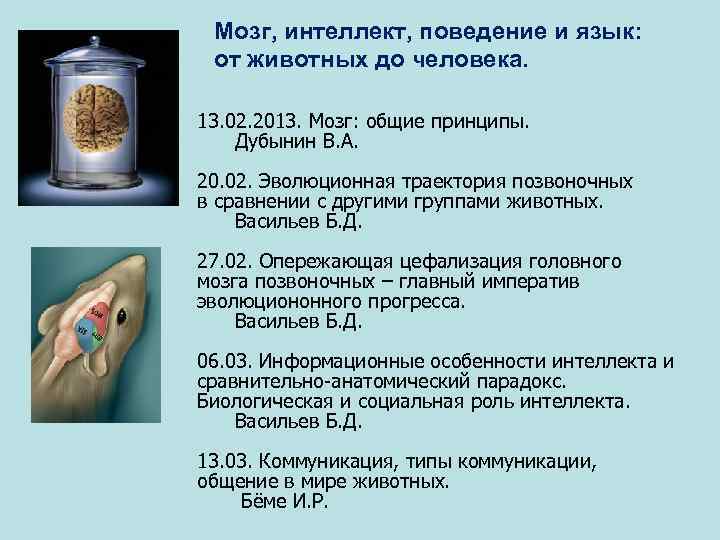 Мозг, интеллект, поведение и язык: от животных до человека. 13. 02. 2013. Мозг: общие