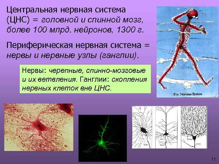 Центральная нервная система (ЦНС) = головной и спинной мозг, более 100 млрд. нейронов, 1300