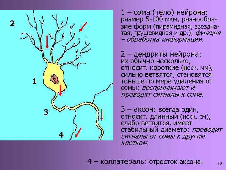 1 – сома (тело) нейрона: размер 5 -100 мкм, разнообразие форм (пирамидная, звездчатая, грушевидная