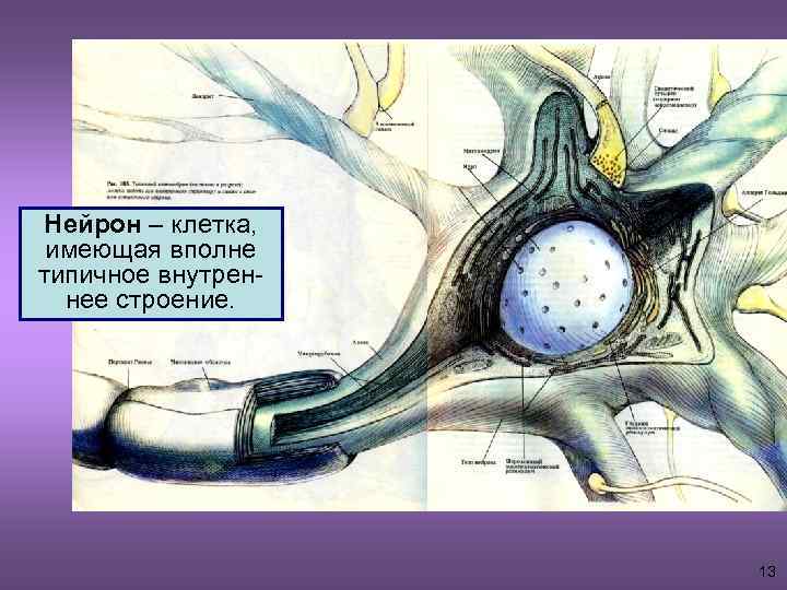 Нейрон – клетка, имеющая вполне типичное внутреннее строение. 13 