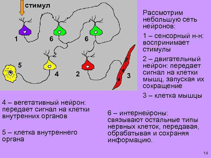 стимул 1 6 6 5 4 2 4 – вегетативный нейрон: передает сигнал на