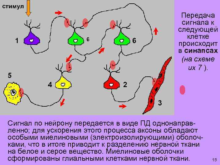 Передача сигналов синапсом