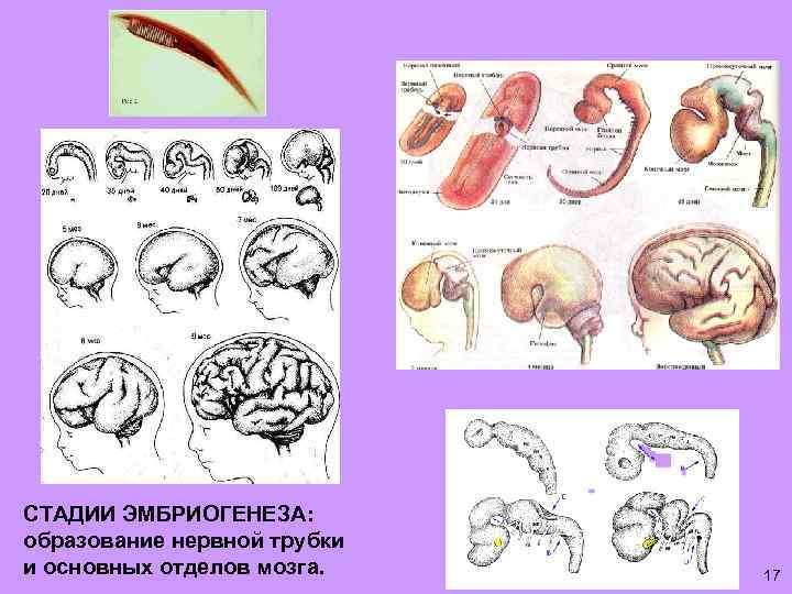 Стадии эмбриогенеза рисунки. Основные этапы эмбриогенеза. Первая стадия эмбриогенеза это. Стадии эмбриогенеза человека. Начальный период эмбриогенеза.