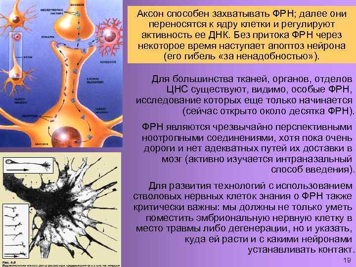 Аксон способен захватывать ФРН; далее они переносятся к ядру клетки и регулируют активность ее