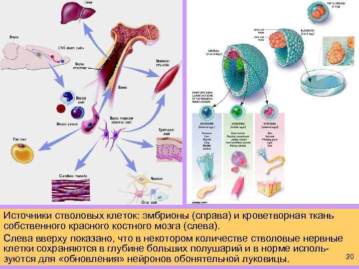 Источники стволовых клеток: эмбрионы (справа) и кроветворная ткань собственного красного костного мозга (слева). Слева