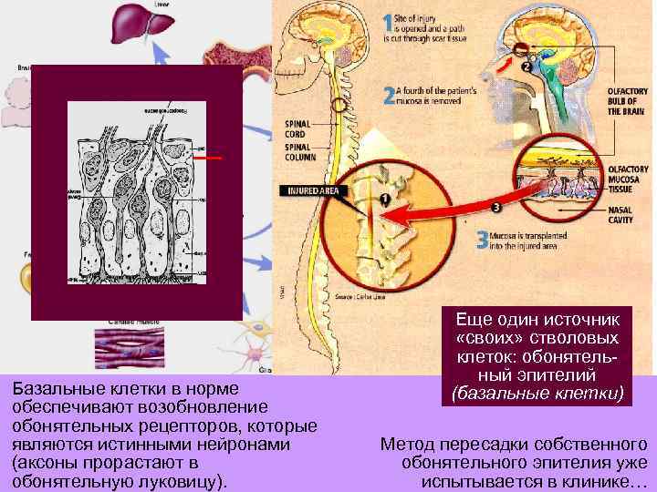 Базальные клетки в норме обеспечивают возобновление обонятельных рецепторов, которые являются истинными нейронами (аксоны прорастают