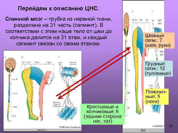 Перейдем к описанию ЦНС. Спинной мозг – трубка из нервной ткани, разделена на 31