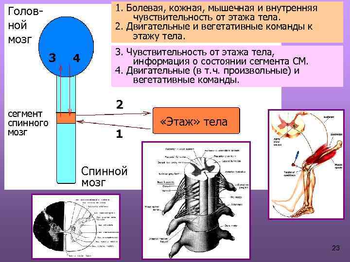 Кожно мышечная чувствительность. Мышечная чувствительность. Строение мышечной чувствительности. Чувствительный двигательный и вегетативный. Кожно-мышечная чувствительность таблица.