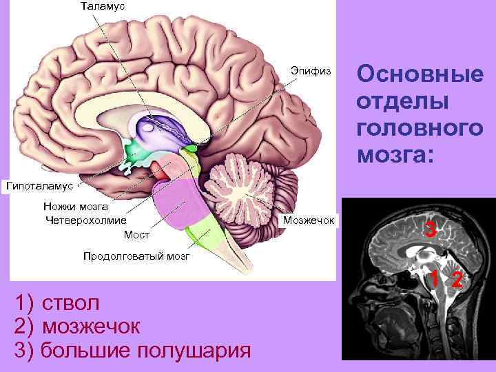 Таламус Эпифиз Основные отделы головного мозга: Гипоталамус Ножки мозга Четверохолмие Мост Мозжечок 3 Продолговатый