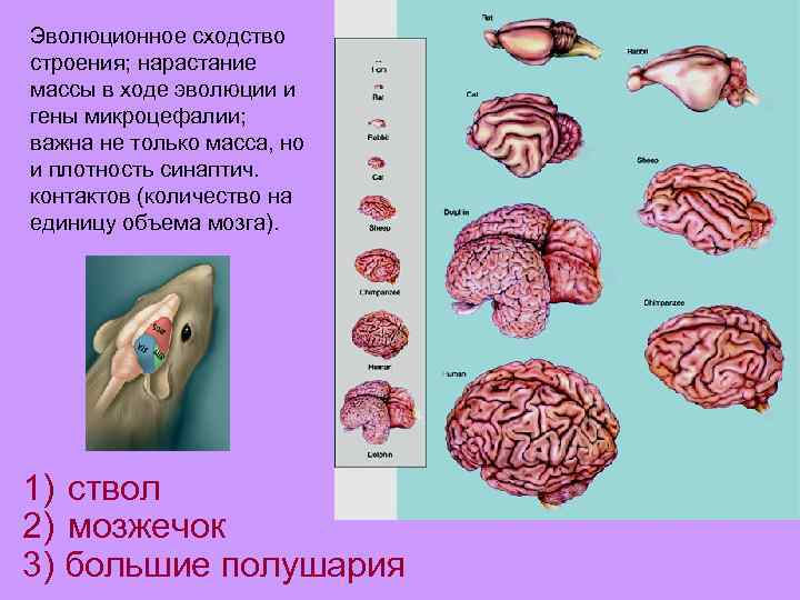 Эволюционное сходство строения; нарастание массы в ходе эволюции и гены микроцефалии; важна не только