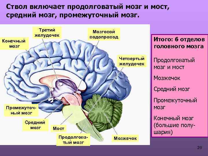 Ствол включает продолговатый мозг и мост, средний мозг, промежуточный мозг. Третий желудочек Конечный мозг