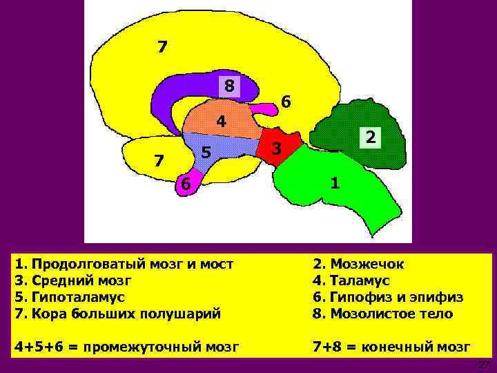 7 8 4 5 7 6 6 2 3 1 1. Продолговатый мозг и