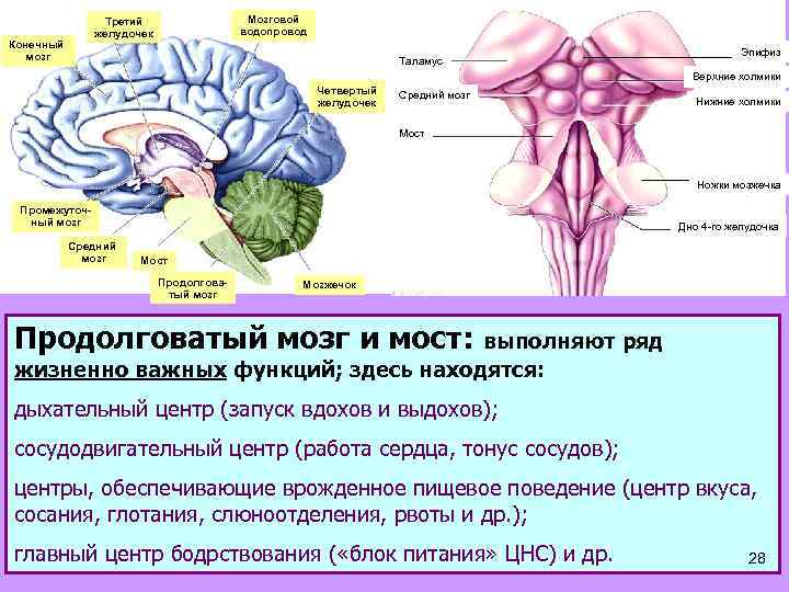 Мозговой водопровод Третий желудочек Конечный мозг Таламус Эпифиз Верхние холмики Четвертый желудочек Средний мозг