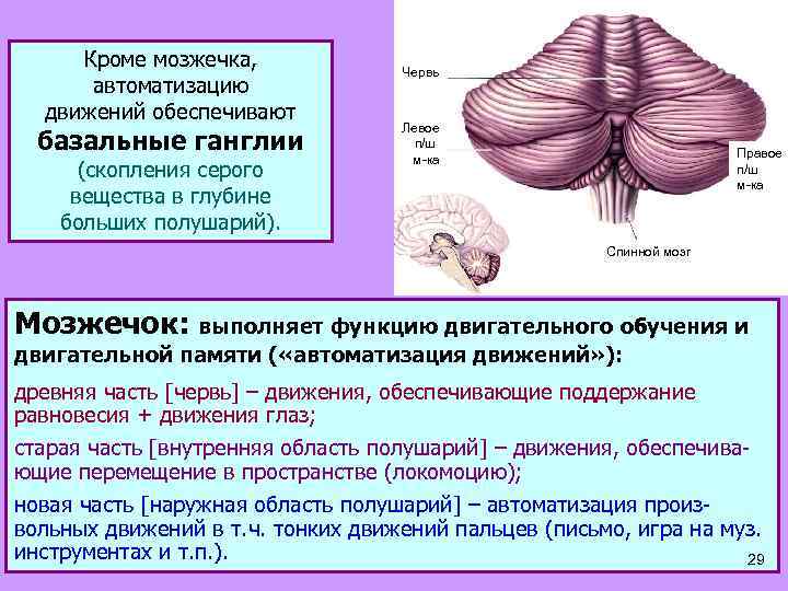 Кроме мозжечка, автоматизацию движений обеспечивают базальные ганглии (скопления серого вещества в глубине больших полушарий).