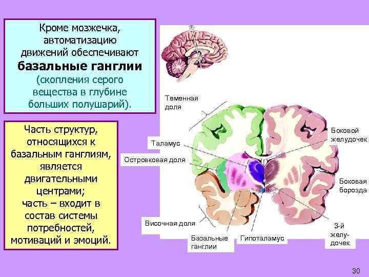 Кроме мозжечка, автоматизацию движений обеспечивают базальные ганглии (скопления серого вещества в глубине больших полушарий).