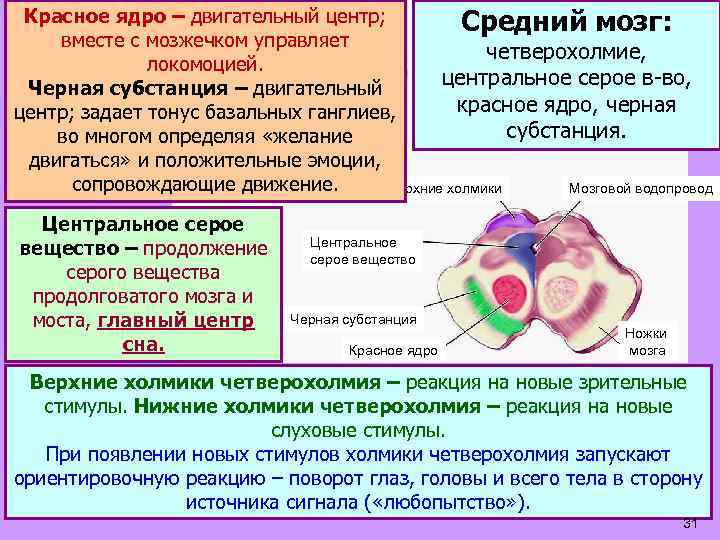 Красное ядро – двигательный центр; Средний мозг: вместе с мозжечком управляет четверохолмие, локомоцией. центральное