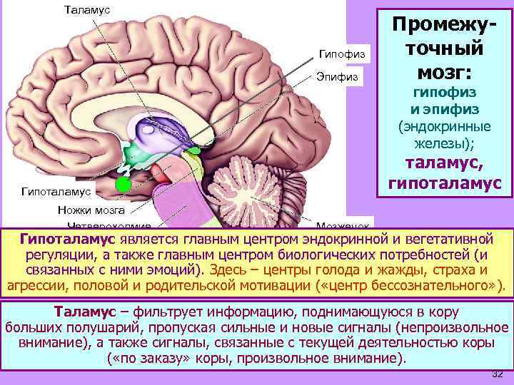 Таламус Гипофиз Эпифиз Промежуточный мозг: гипофиз и эпифиз (эндокринные железы); таламус, гипоталамус Гипоталамус Ножки