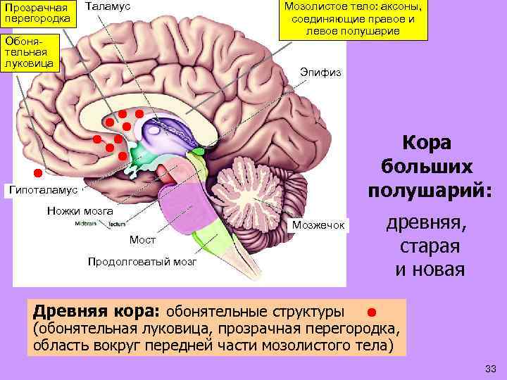 Прозрачная перегородка Таламус Обонятельная луковица Мозолистое тело: аксоны, соединяющие правое и левое полушарие Эпифиз