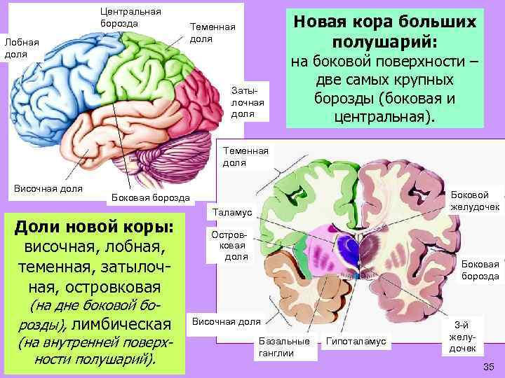 Центральная борозда Лобная доля Новая кора больших полушарий: Теменная доля Затылочная доля на боковой