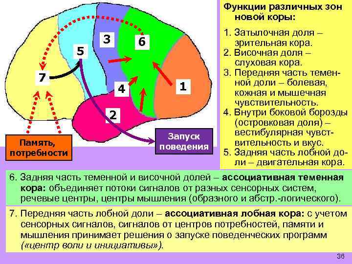 Функции различных зон новой коры: 5 3 7 6 4 1 2 Память, потребности