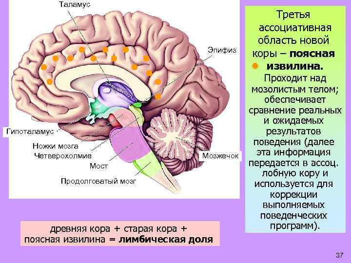 Таламус Эпифиз Гипоталамус Ножки мозга Четверохолмие Мост Мозжечок Продолговатый мозг древняя кора + старая