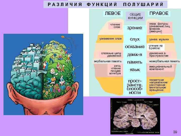 РАЗЛИЧИЯ ФУНКЦИЙ ЛЕВОЕ чтение слов узнавание слов ПОЛУШАРИЙ ОБЩИЕ ФУНКЦИИ ПРАВОЕ зрение геом. фигуры