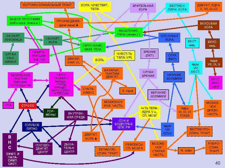 КОРТИКО-СПИНАЛЬНЫЙ ТРАКТ ВЫБОР ПРОГРАММ (лобн. кора, поясн. и. ) ПАМЯТЬ, ЭМОЦИИ: Ant. , VA