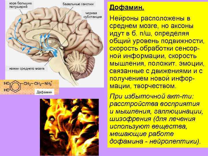 кора больших полушарий базальные ганглии черная субстанция ножки среднего мозга Дофамин. Нейроны расположены в