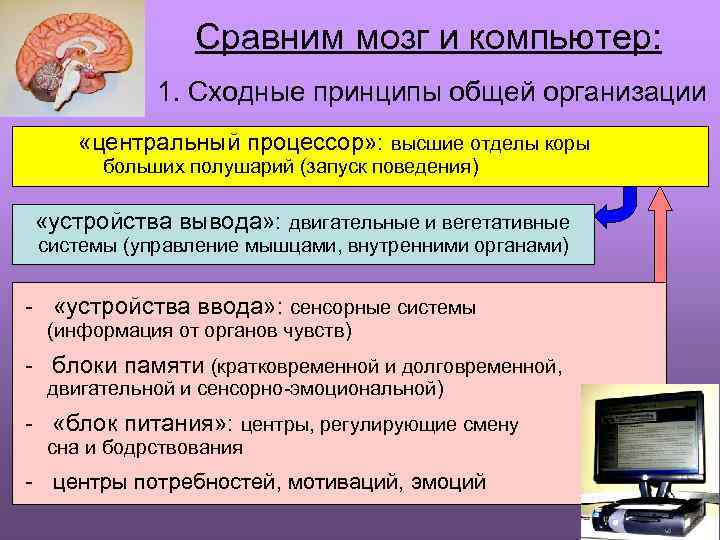 Сравним мозг и компьютер: 1. Сходные принципы общей организации «центральный процессор» : высшие отделы