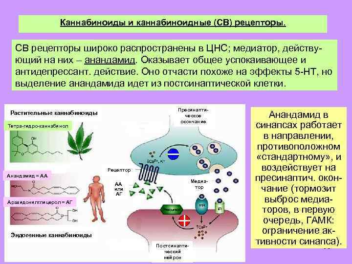 Каннабиноиды и каннабиноидные (СВ) рецепторы. СВ рецепторы широко распространены в ЦНС; медиатор, действующий на