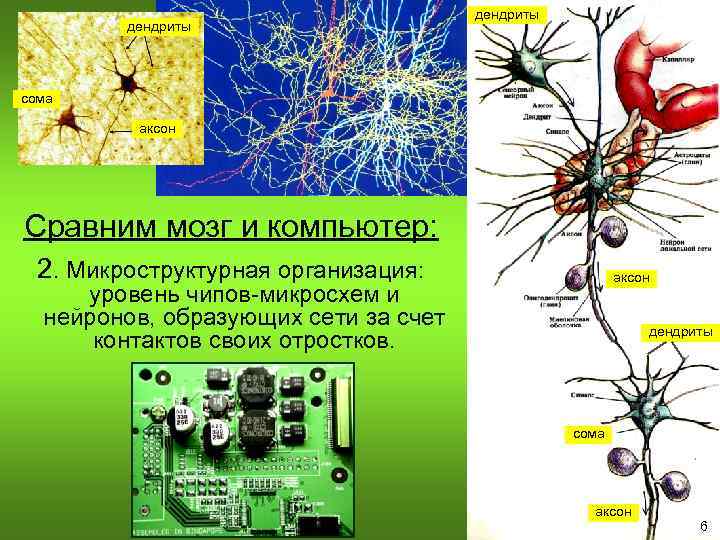 дендриты сома аксон Сравним мозг и компьютер: 2. Микроструктурная организация: аксон уровень чипов-микросхем и