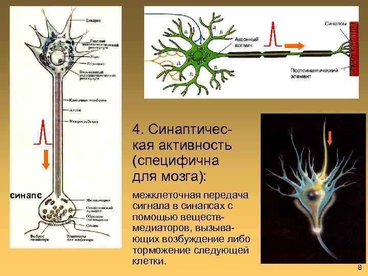 4. Синаптическая активность (специфична для мозга): синапс межклеточная передача сигнала в синапсах с помощью