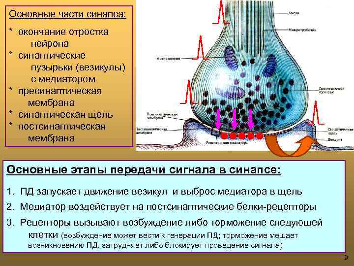 Основные части синапса: * окончание отростка нейрона * синаптические пузырьки (везикулы) с медиатором *