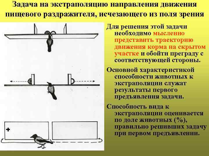 Задача на экстраполяцию направления движения пищевого раздражителя, исчезающего из поля зрения + Для решения