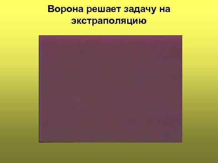 Ворона решает задачу на экстраполяцию 