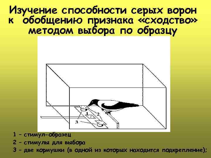 Изучение способности серых ворон к обобщению признака «сходство» методом выбора по образцу 1 –