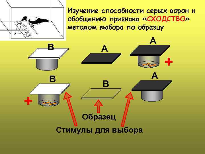Изучение способности серых ворон к обобщению признака «СХОДСТВО» методом выбора по образцу B B