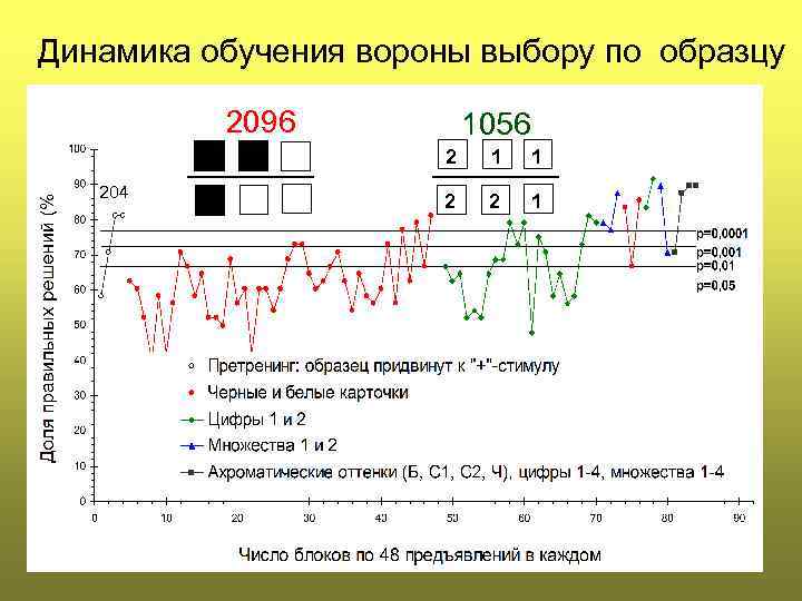 Динамика обучения вороны выбору по образцу 2096 1056 2 204 1 1 2 2