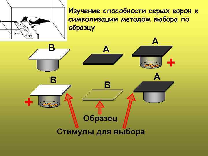 Изучение способности серых ворон к символизации методом выбора по образцу B B A B
