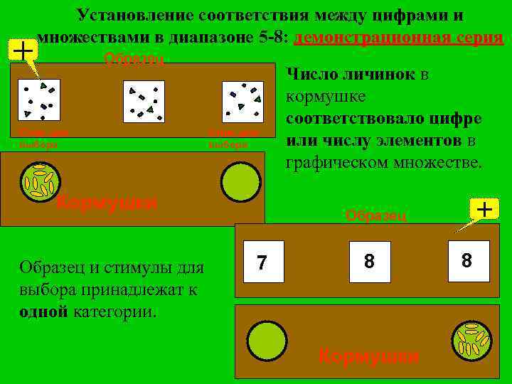 + Установление соответствия между цифрами и множествами в диапазоне 5 -8: демонстрационная серия Образец