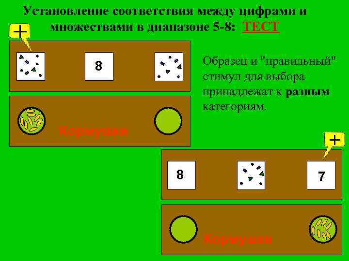 Установление соответствия между цифрами и множествами в диапазоне 5 -8: ТЕСТ + Образец и
