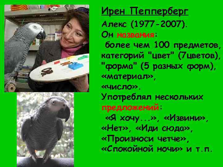 Ирен Пепперберг Алекс (1977 -2007). Он названия: более чем 100 предметов, категорий "цвет" (7