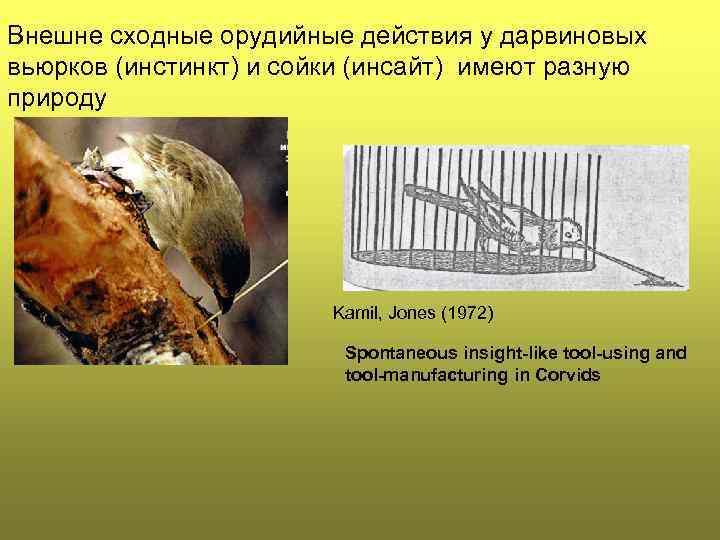 Внешне сходные орудийные действия у дарвиновых вьюрков (инстинкт) и сойки (инсайт) имеют разную природу