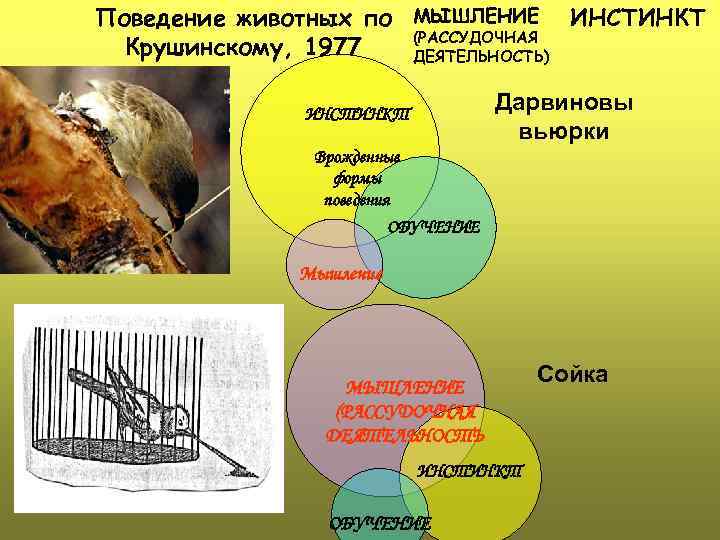 Поведение животных по МЫШЛЕНИЕ ИНСТИНКТ (РАССУДОЧНАЯ Крушинскому, 1977 ДЕЯТЕЛЬНОСТЬ) Дарвиновы вьюрки ИНСТИНКТ Врожденные формы