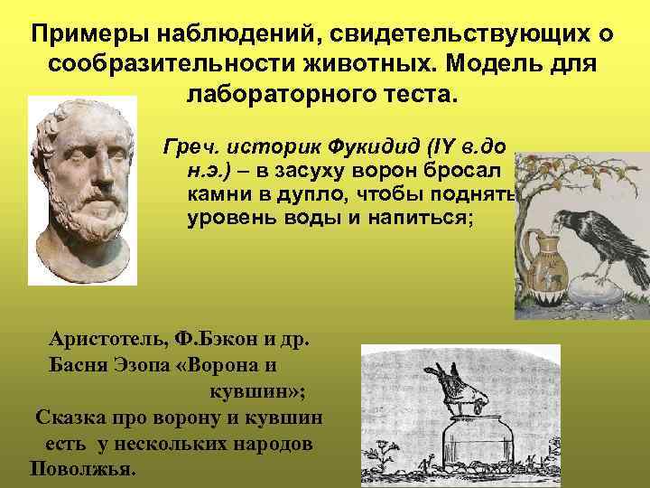 Примеры наблюдений, свидетельствующих о сообразительности животных. Модель для лабораторного теста. Греч. историк Фукидид (IY