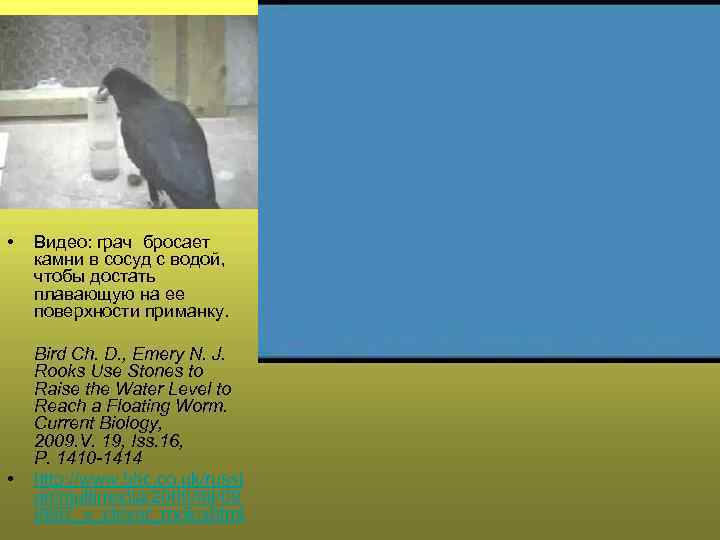  ВИДЕО • • Видео: грач бросает камни в сосуд с водой, чтобы достать