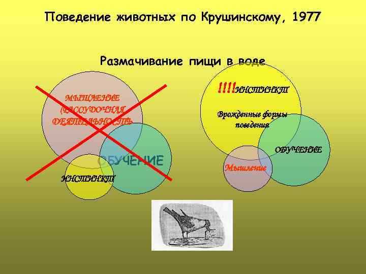 Поведение животных по Крушинскому, 1977 Размачивание пищи в воде МЫШЛЕНИЕ (РАССУДОЧНАЯ ДЕЯТЕЛЬНОСТЬ ОБУЧЕНИЕ ИНСТИНКТ