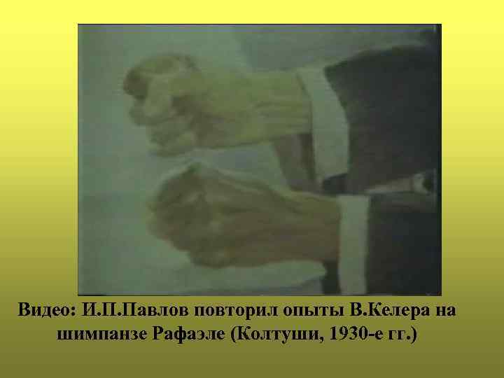 Видео: И. П. Павлов повторил опыты В. Келера на шимпанзе Рафаэле (Колтуши, 1930 -е