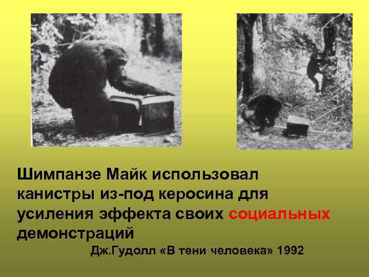 Шимпанзе Майк использовал канистры из-под керосина для усиления эффекта своих социальных демонстраций Дж. Гудолл